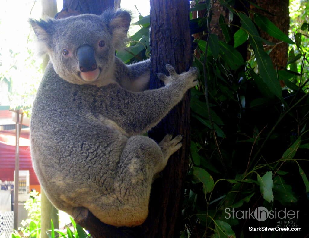 Hope the Koala - Sat, May 23 12:30PM at Livermore